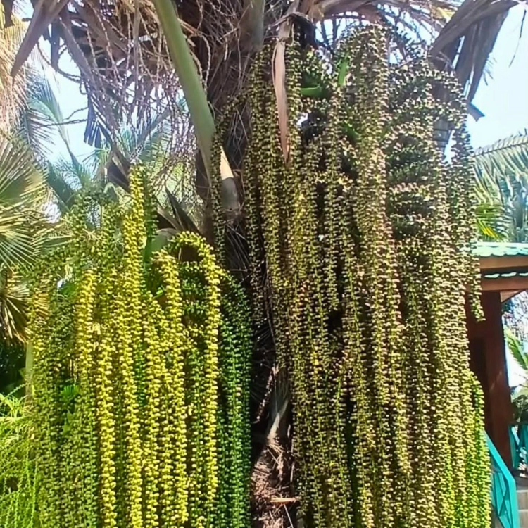 Nasiona-Palmy-Cukrowek-Westerhouta-Arenga-Westerhoutii__ (6).png