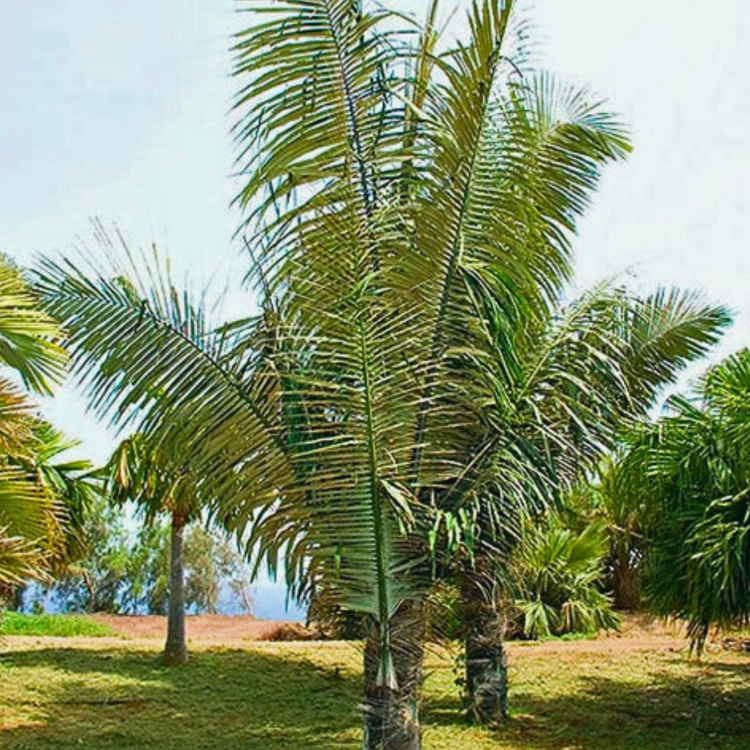 Nasiona-Palmy-Cukrowek-Westerhouta-Arenga-Westerhoutii__ (4).png