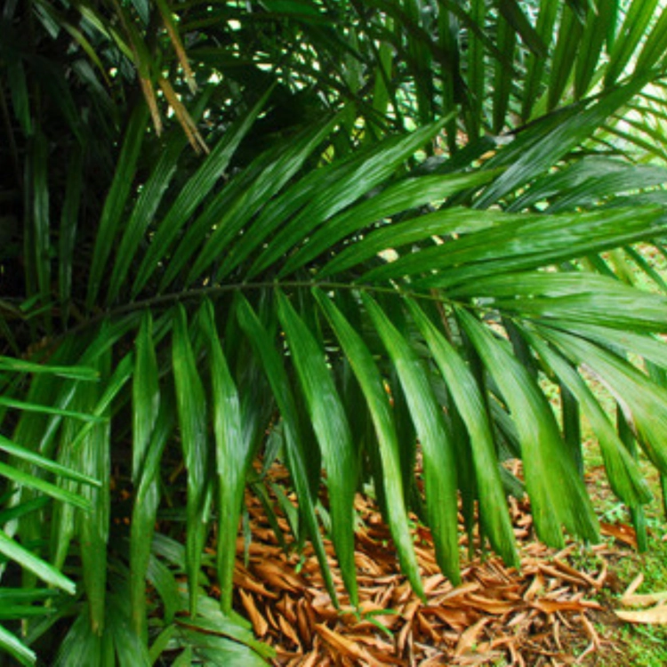 Nasiona-Palmy-Cukrowek-Westerhouta-Arenga-Westerhoutii__ (2).png