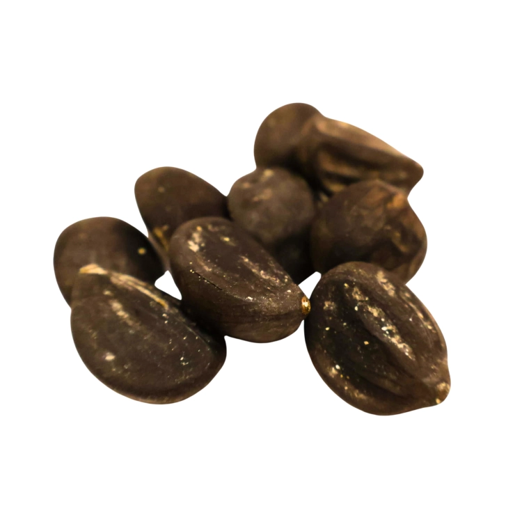 Nasiona-Palmy-Cukrowek-Westerhouta-Arenga-Westerhoutii__ (1).png