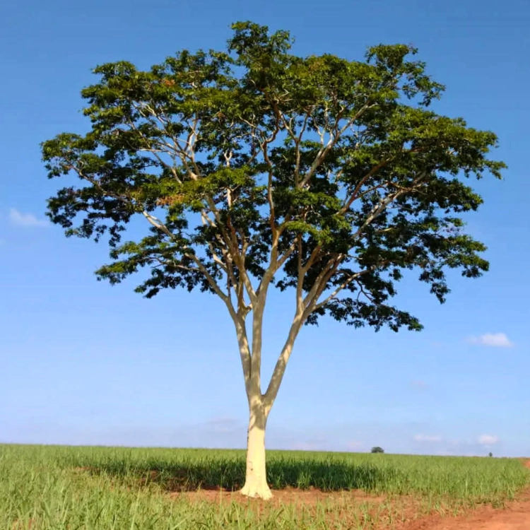 Nasiona-Albicji-Niopoides-Albizia-Niopoides (7).png