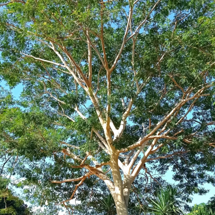 Nasiona-Albicji-Niopoides-Albizia-Niopoides (4).png