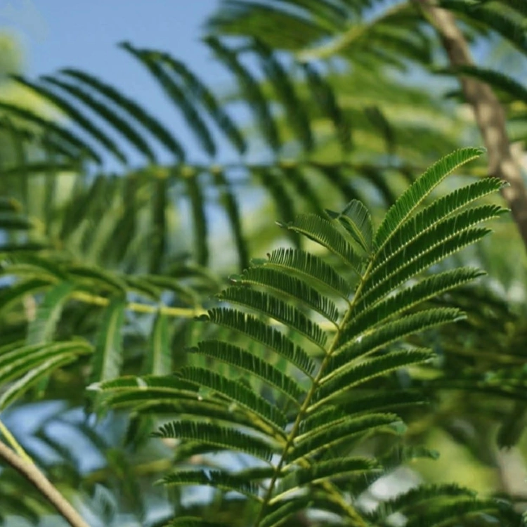 Nasiona-Albicji-Niopoides-Albizia-Niopoides (3).png