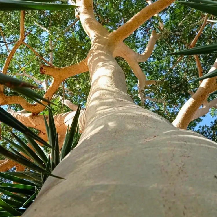 Nasiona-Albicji-Niopoides-Albizia-Niopoides (2).png