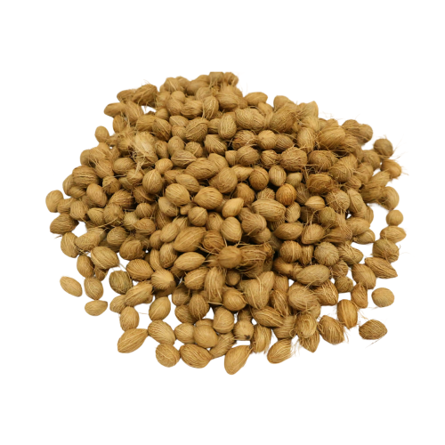 Nasiona-Palmy-Areki-Dypsis-Lutescens (6).png