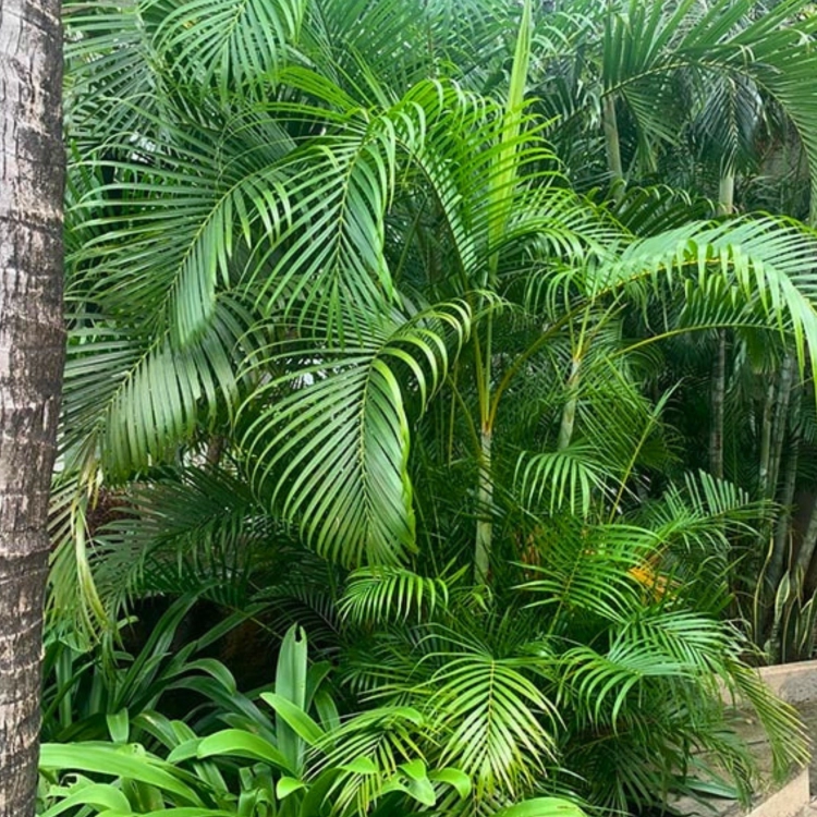 Nasiona-Palmy-Areki-Dypsis-Lutescens (4).png