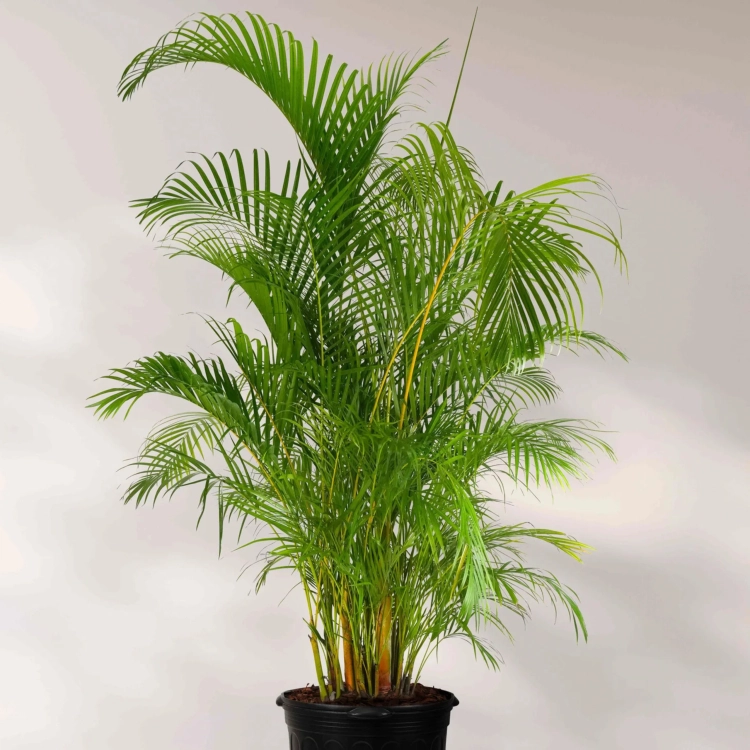 Nasiona-Palmy-Areki-Dypsis-Lutescens (5).png