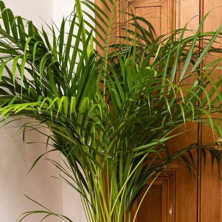 Nasiona-Palmy-Areki-Dypsis-Lutescens (3).png