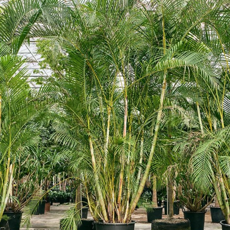 Nasiona-Palmy-Areki-Dypsis-Lutescens (1).png