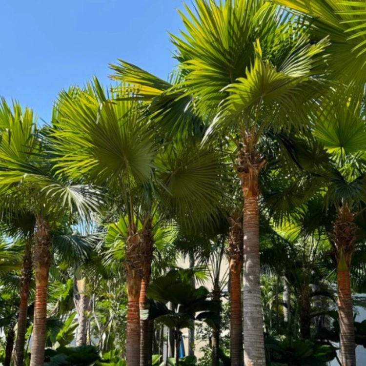 Nasiona-Liwistony-Okrągłolistnej-Livistona-Rotundifolia (6).png