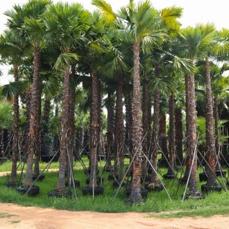 Nasiona-Liwistony-Okrągłolistnej-Livistona-Rotundifolia (5).png