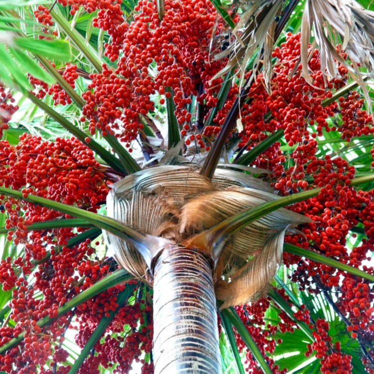 Nasiona-Liwistony-Okrągłolistnej-Livistona-Rotundifolia (4).png