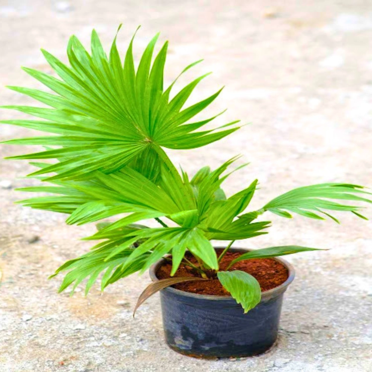 Nasiona-Liwistony-Okrągłolistnej-Livistona-Rotundifolia (2).png