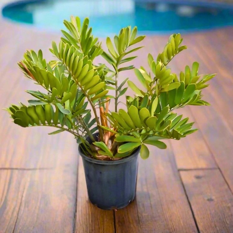 Nasiona-Sagowca-Jamajskiego-Zamia-Furfuracea (5).png