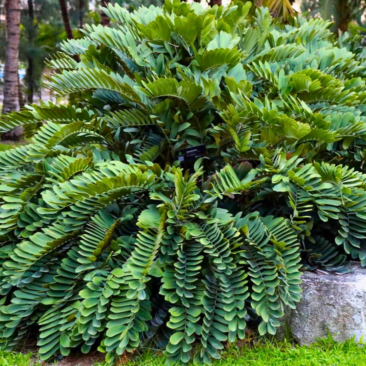 Nasiona-Sagowca-Jamajskiego-Zamia-Furfuracea (3).png