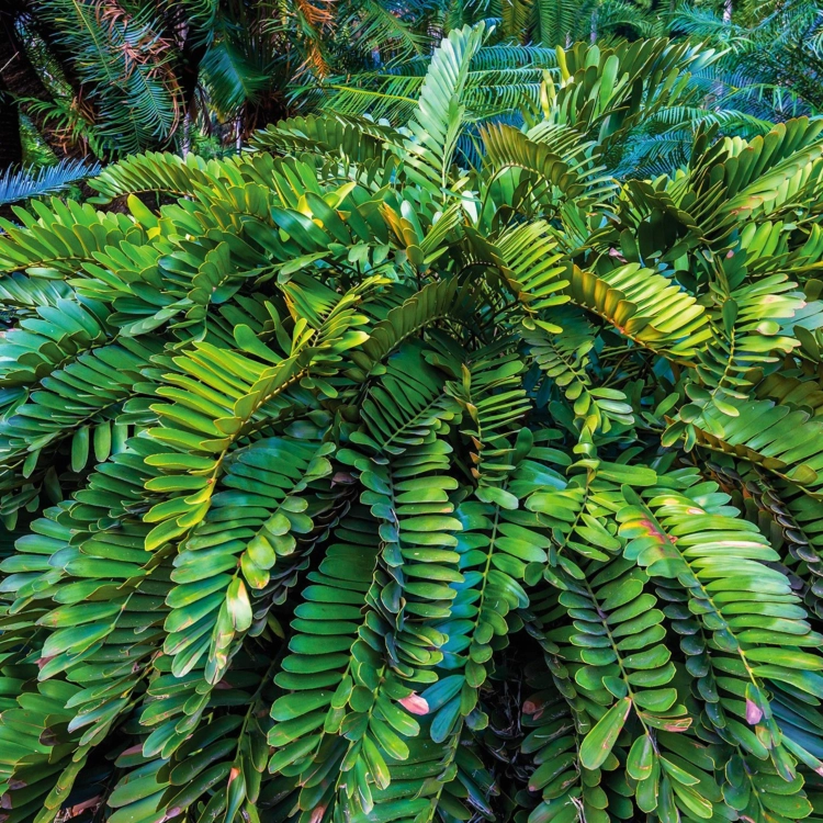 Nasiona-Sagowca-Jamajskiego-Zamia-Furfuracea (2).png