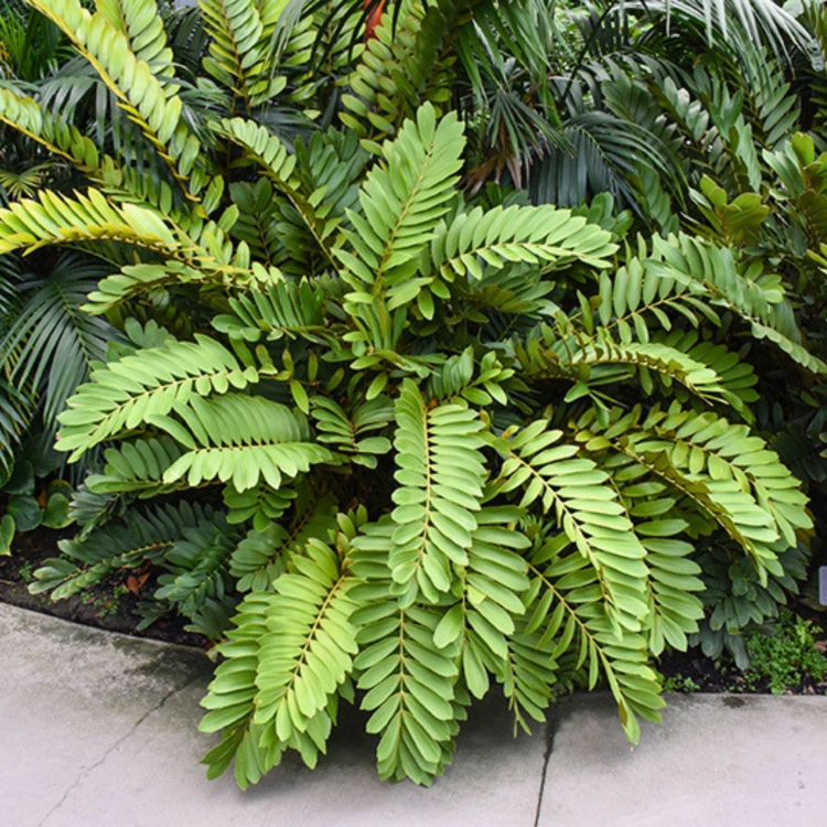 Nasiona-Sagowca-Jamajskiego-Zamia-Furfuracea (1).png