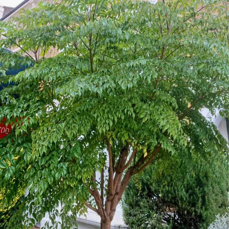 Nasiona-Nikotynowca-Radermachera-Sinica (4).png