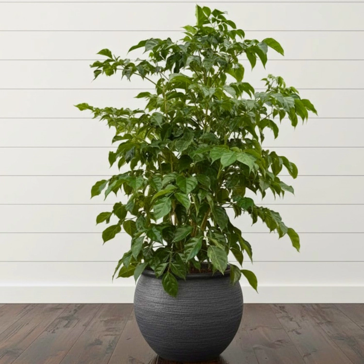 Nasiona-Nikotynowca-Radermachera-Sinica (3).png