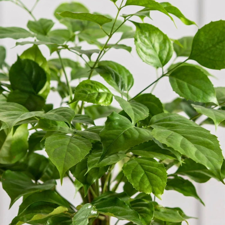 Nasiona-Nikotynowca-Radermachera-Sinica (1).png