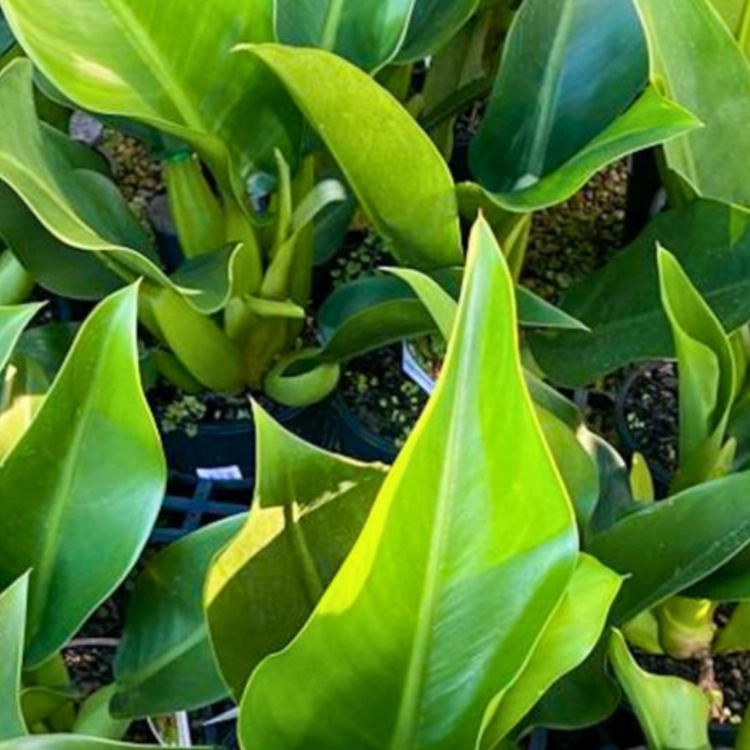 Nasiona-Filodendronu-'Fat-Boy'-Philodendron-Martianum (5).png