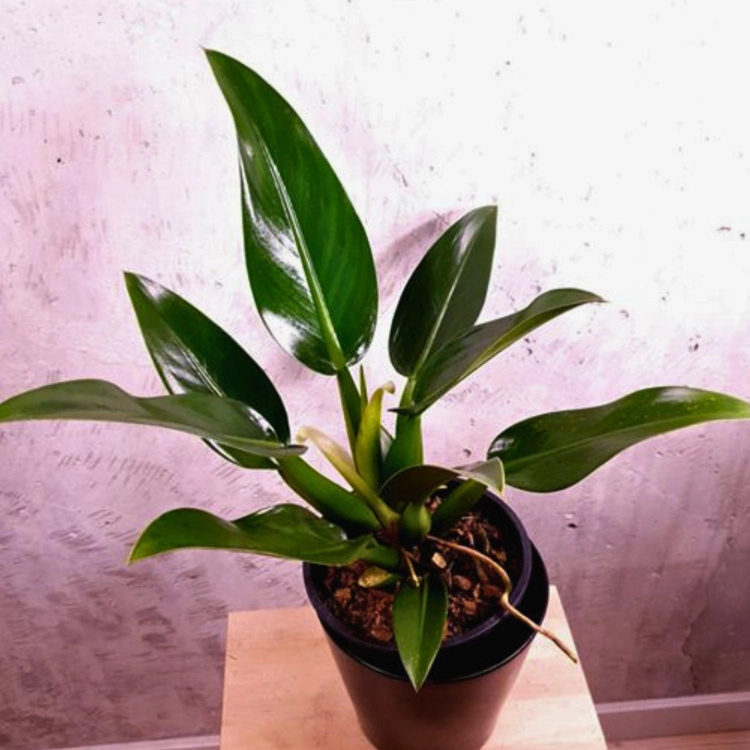 Nasiona-Filodendronu-'Fat-Boy'-Philodendron-Martianum (4).png