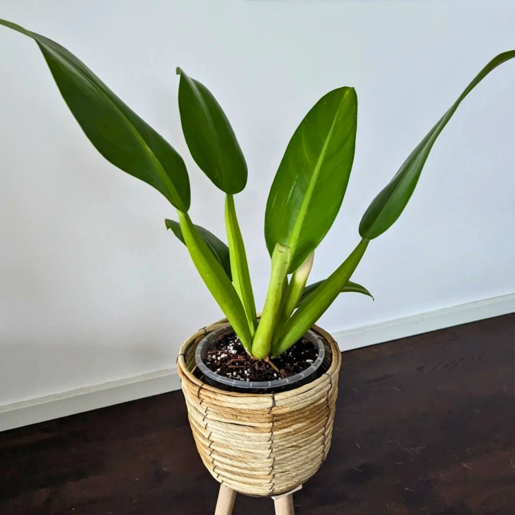 Nasiona-Filodendronu-'Fat-Boy'-Philodendron-Martianum (3).png