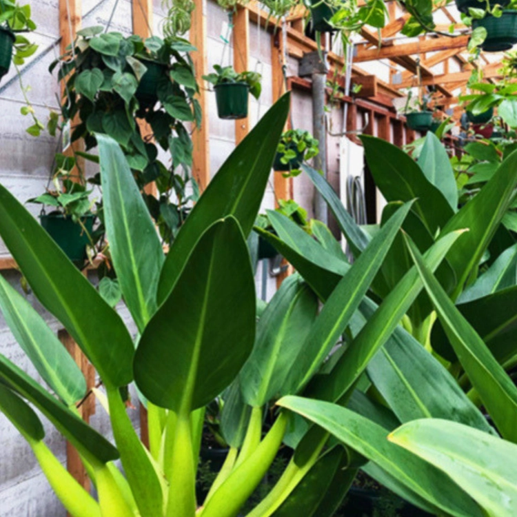 Nasiona-Filodendronu-'Fat-Boy'-Philodendron-Martianum (2).png