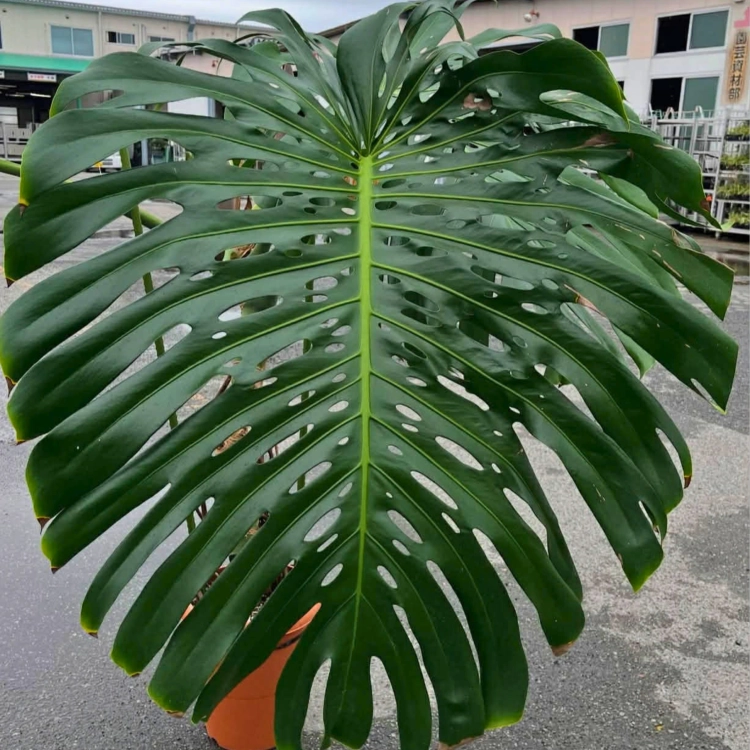 Nasiona-Monstery-Dziurawej-Monstera-Deliciosa (6).png