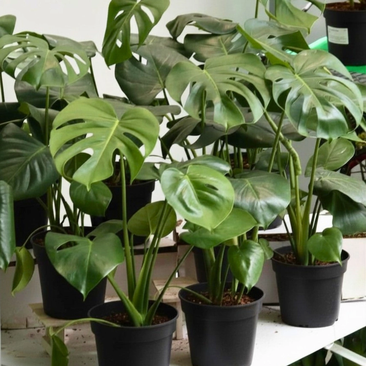 Nasiona-Monstery-Dziurawej-Monstera-Deliciosa (5).png