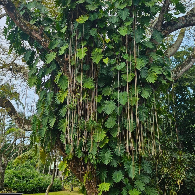 Nasiona-Monstery-Dziurawej-Monstera-Deliciosa (4).png