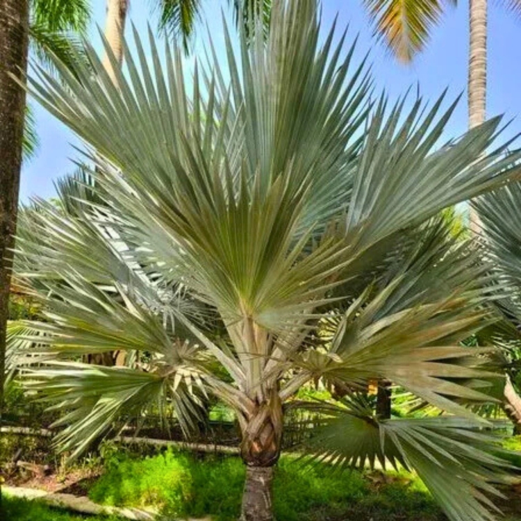 Projekt bez nazwy.zip - 7.jpeg