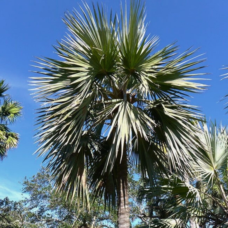 Projekt bez nazwy.zip - 8.jpeg