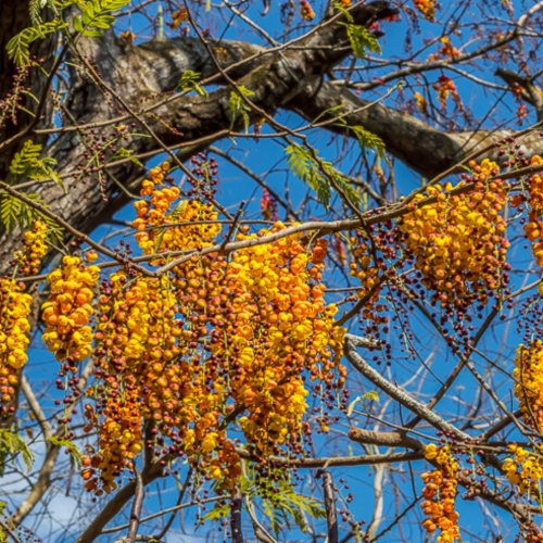 Nasiona-Strączyńca-Brązowego-Cassia-Moschata (4).png