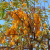 Nasiona-Strączyńca-Brązowego-Cassia-Moschata (3).png