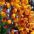 Nasiona-Strączyńca-Brązowego-Cassia-Moschata.png