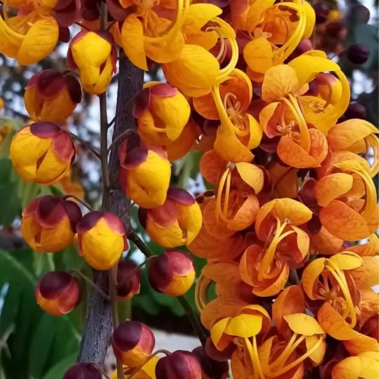 Nasiona-Strączyńca-Brązowego-Cassia-Moschata.png