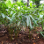 Nasiona-Kardamonu-Zielonego-Elettaria-Cardamomum (6).png