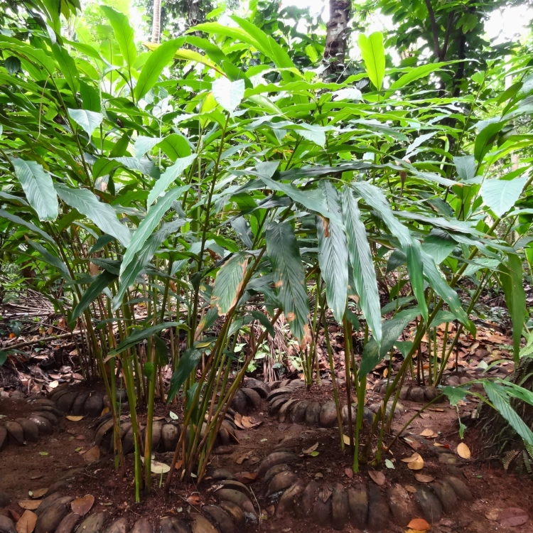 Nasiona-Kardamonu-Zielonego-Elettaria-Cardamomum (6).png