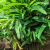 Nasiona-Kardamonu-Zielonego-Elettaria-Cardamomum (5).png