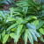 Nasiona-Kardamonu-Zielonego-Elettaria-Cardamomum (4).png