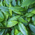 Nasiona-Kardamonu-Zielonego-Elettaria-Cardamomum (3).png