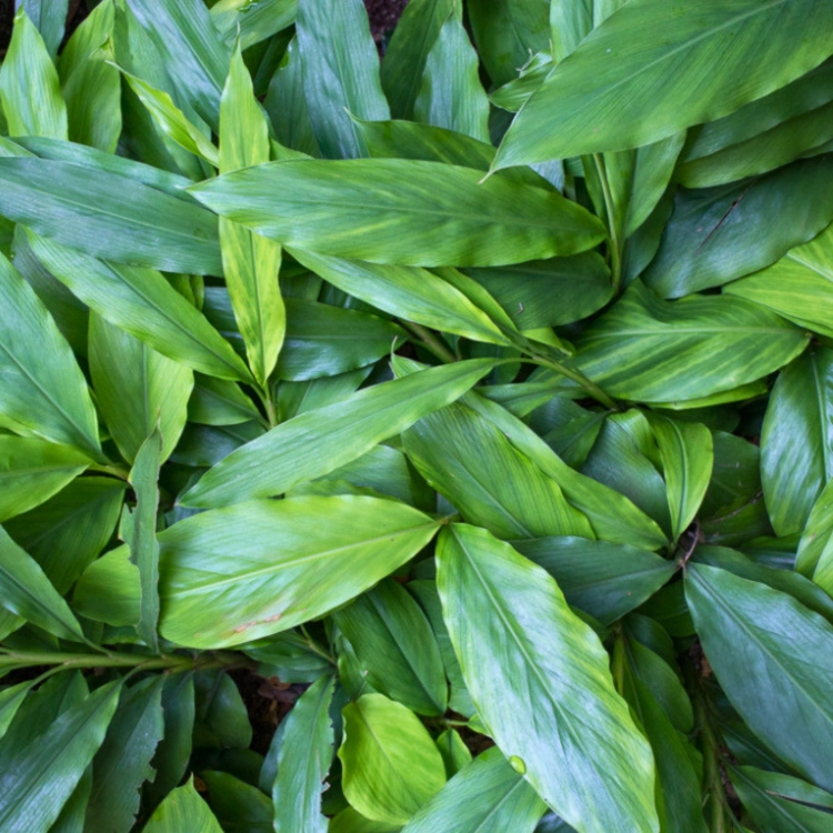 Nasiona-Kardamonu-Zielonego-Elettaria-Cardamomum (3).png