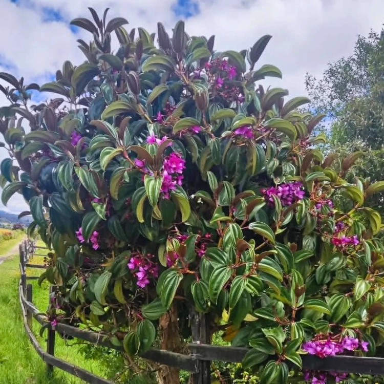Nasiona-Merianii-Kolumbijskiej-Meriania-Nobilis (4).png