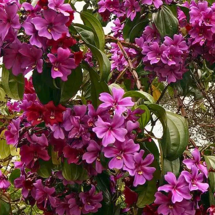 Nasiona-Merianii-Kolumbijskiej-Meriania-Nobilis (3).png