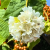Nasiona-Dombei-Cymosa-Dombeya-Cymosa (2).png