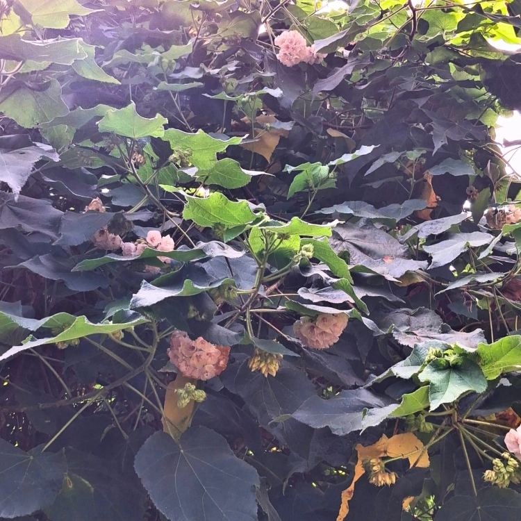 Nasiona-Dombei-Cymosa-Dombeya-Cymosa (1).png