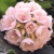 Nasiona-Dombei-Cymosa-Dombeya-Cymosa.png