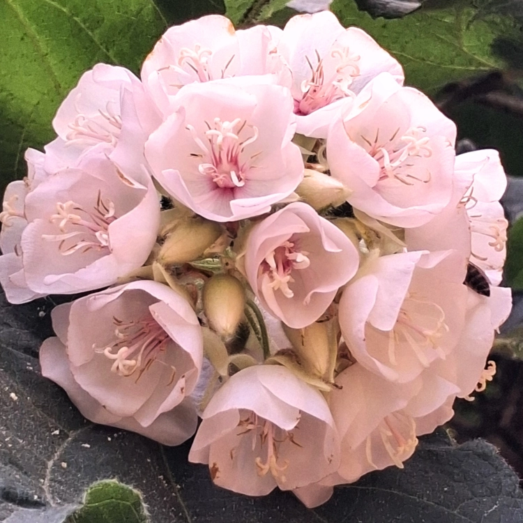 Nasiona-Dombei-Cymosa-Dombeya-Cymosa.png