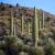 _Nasiona-Puya-Raimondiego-Puya-Raimondii (4).png